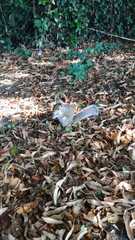 Sciurus carolinensis