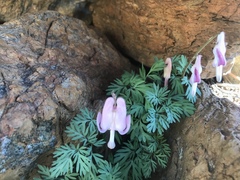 Dicentra pauciflora