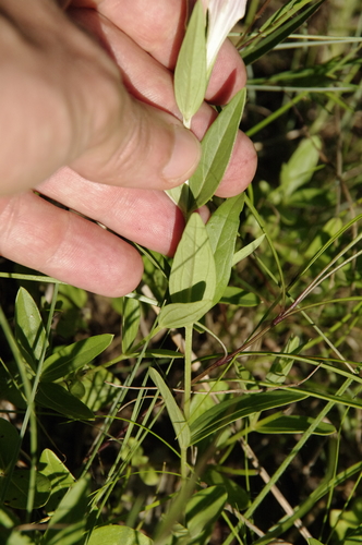 Image of Spigelia alabamensis by (c) Eric Knight, some rights reserved (CC BY)