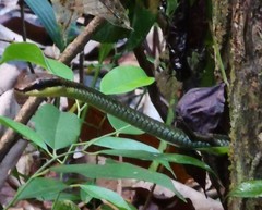 Dendrelaphis kopsteini