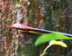 Dendrelaphis kopsteini