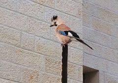 Garrulus glandarius atricapillus