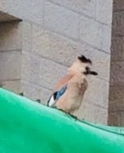 Garrulus glandarius atricapillus