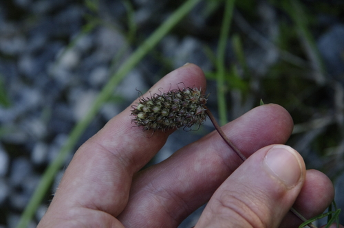 Image of Dalea cahaba by (c) Eric Knight, some rights reserved (CC BY)