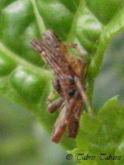 Araneae
