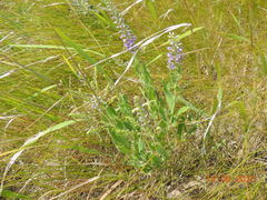 Veronica spuria