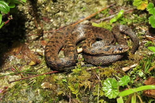 Sumichrast's Garter Snake
