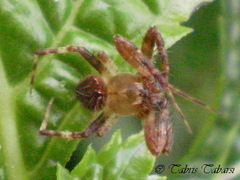 Araneae