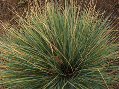 Helictotrichon sempervirens