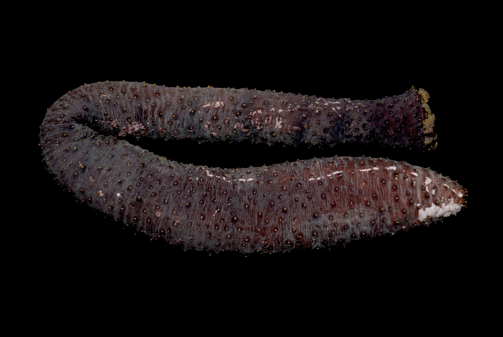 Red snakefish