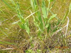 Veronica spuria