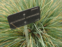 Helictotrichon sempervirens