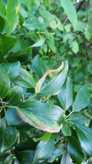 Trichochermes walkeri