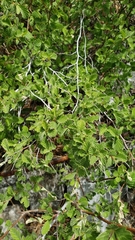 Holodiscus discolor microphyllus