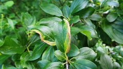 Trichochermes walkeri