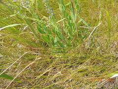 Veronica spuria