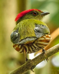 Machaeropterus striolatus