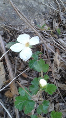 Rubus deliciosus