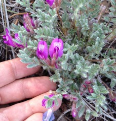 Astragalus purshii