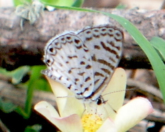 Leptotes cassius cassius