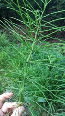 Equisetum