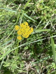 Pseudocymopterus