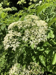 Sambucus