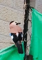 Garrulus glandarius atricapillus