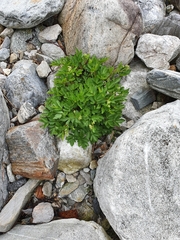 Angelica archangelica