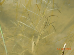 Potamogeton compressus
