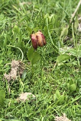 Fritillaria macedonica