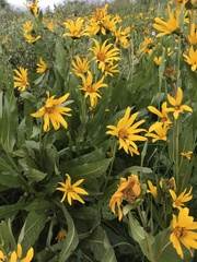 Wyethia amplexicaulis
