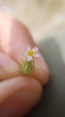 Leptosiphon ciliatus