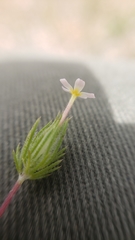 Leptosiphon ciliatus