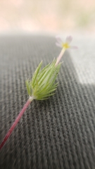 Leptosiphon ciliatus