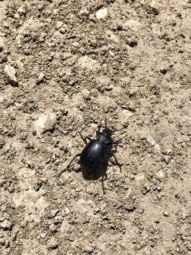 Calosoma tepidum photo 2