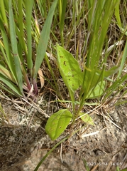 Plantago maxima