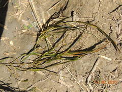 Potamogeton compressus