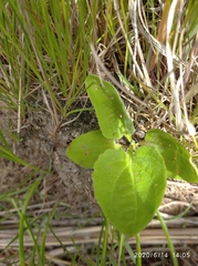 Plantago maxima