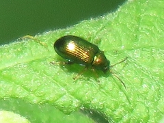 Crepidodera fulvicornis