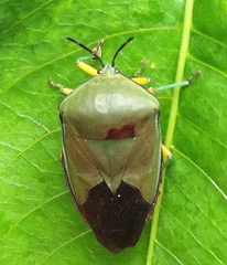 Piezosternum calidum