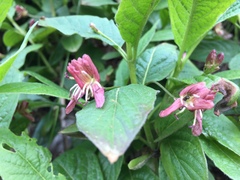 Lonicera alpigena