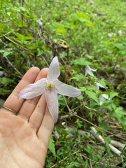 Clematis occidentalis