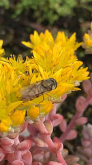 Episyrphus balteatus