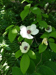 Stewartia