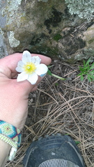 Pulsatilla