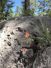 Aquilegia desertorum
