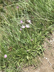 Scorzonera rosea
