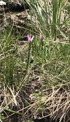 Scorzonera rosea