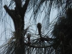 Pinus pseudostrobus